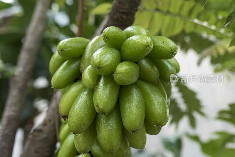 在树上生长的Averrhoa Bilimbi